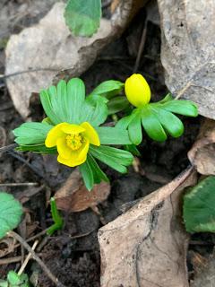 A new year in the garden