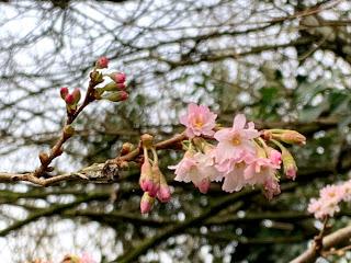 A new year in the garden