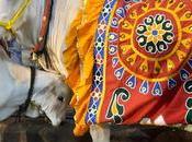 பொங்கலோ பொங்கல் மாட்டு Thanking Cattle Harvest 2020