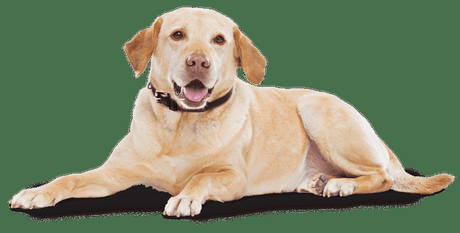 Dog Boarding Facility – How to Relax With Your Dog at a Kennel