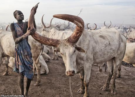 horns of cows - genetically modifying them for benefit of cattle merchants !!