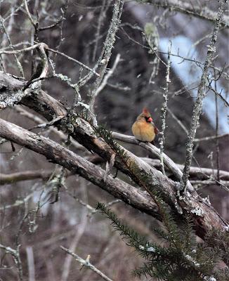 Snow Birds--Mostly Cardinals