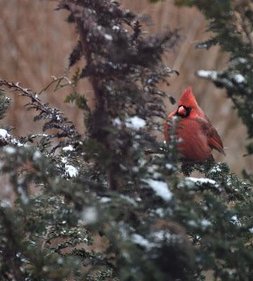 Snow Birds--Mostly Cardinals
