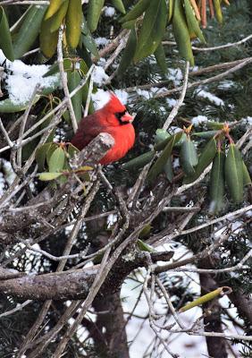 Snow Birds--Mostly Cardinals