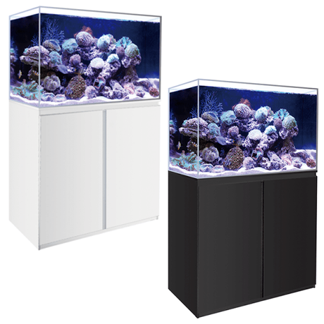 Top 3 Reasons Why You Need a Fish Tank Now
