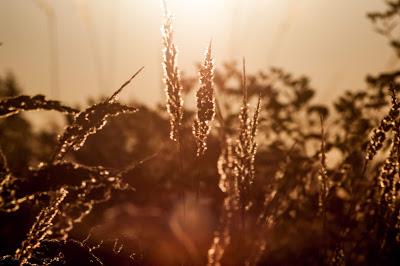 Sun showers Sun showers