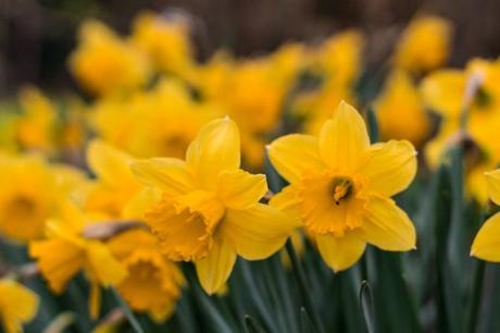 Atlanta Annual Daffodil Planting – Is it just a fluke?