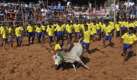 Jallikkattu ~ when the bull jumped over and more !