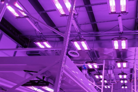 In-depth Analysis of LED Grow Lights