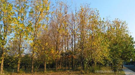 Stunning Poplar Trees Dressed In Green and Gold