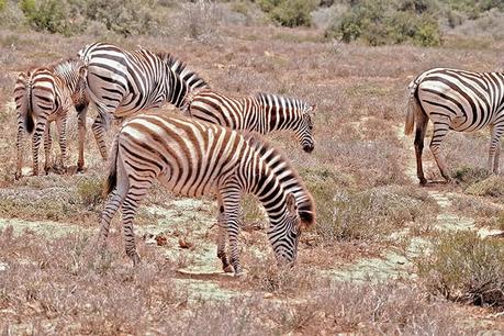 Addo Elephant National Park Self Drive Tour – Everything You Need to Know