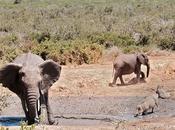 Addo Elephant National Park Self Drive Tour Everything Need Know