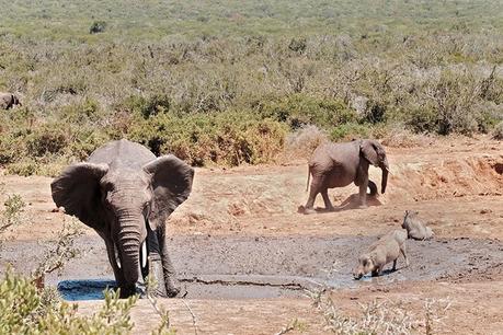 Addo Elephant National Park Self Drive Tour – Everything You Need to Know