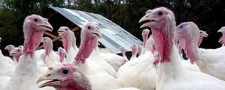 Dealing With Christmas Poultry Waste