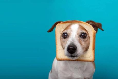 Can Dogs Eat Bread? What’s Good or Bad For Canines When it Comes to Bread