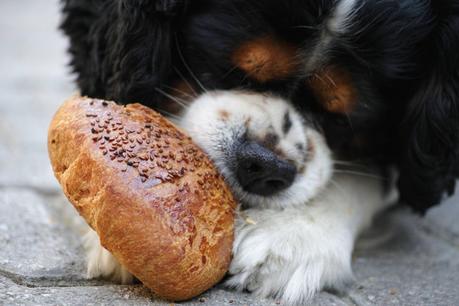 Can Dogs Eat Bread? What’s Good or Bad For Canines When it Comes to Bread