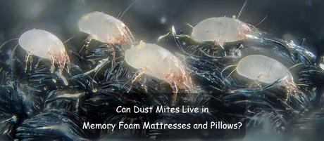 Can Dust Mites Live in Memory Foam Mattresses and Pillows?