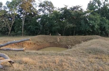 Betla National Park, Jharkhand – Places to Visit, How to reach, Things to do, Photos