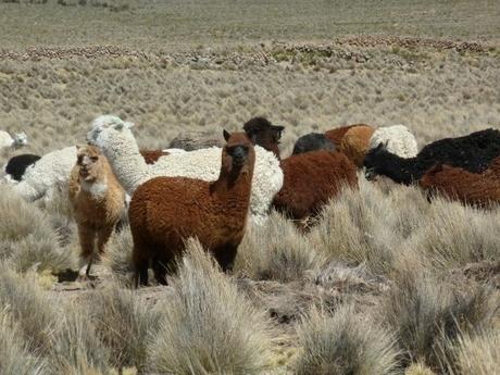 Group of beautiful Llamas in the highlands of Bolivia staring into the camera