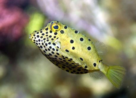 Mercedes Benz, Bionic Car,  Boxfish and Thinking