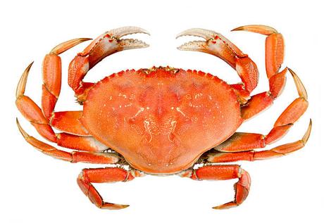 Dungeness crab vs snow crab