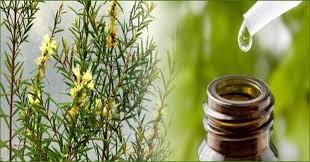 How to Use Tea Tree Hair And Scalp Treatment? How to Use Tea Tree Hair And Scalp Treatment?