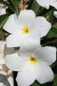 Five Haiku Gone Awry