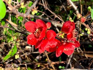 A hedginess of quince