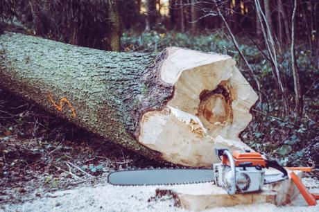 chainsaw near a fallen tree