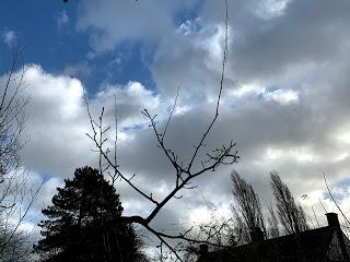 Tree following February 2020 - the first green