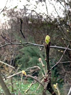 Tree following February 2020 - the first green