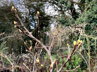 Tree following February 2020 - the first green