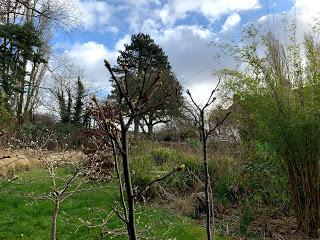 Tree following February 2020 - the first green