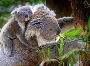 Victoria Witnesses Unprecedented Animal Cruelty With More Than Koalas Expected Dead Post Plantation Logging