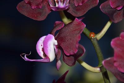 Orchids, Eight Ladybugs, and an Angel