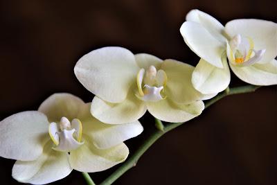 Orchids, Eight Ladybugs, and an Angel