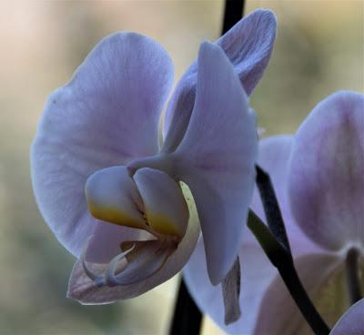 Orchids, Eight Ladybugs, and an Angel