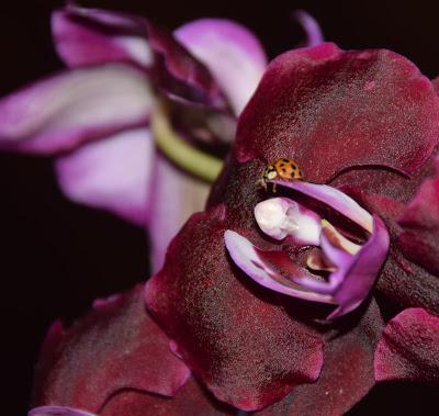 Orchids, Eight Ladybugs, and an Angel