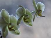 Orchids, Eight Ladybugs, Angel