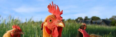 Vegan Supermarket chickens-930-x-300 The Ultimate Guide To Vegan Why Vegan  going vegan cruelty-free lifestyle  