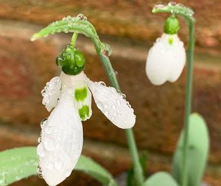 Snowdrop time in the garden