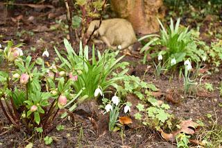 Snowdrop time in the garden