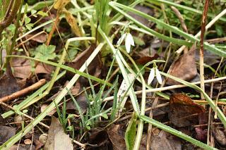 Snowdrop time in the garden