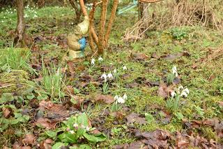 Snowdrop time in the garden