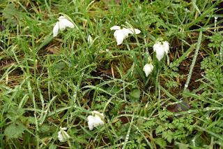 Snowdrop time in the garden