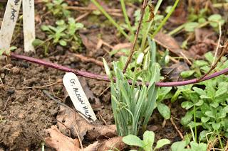 Snowdrop time in the garden