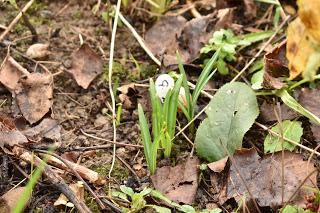 Snowdrop time in the garden