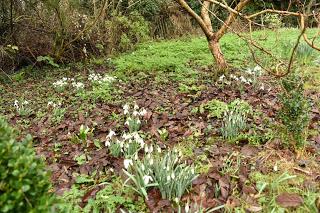 Snowdrop time in the garden