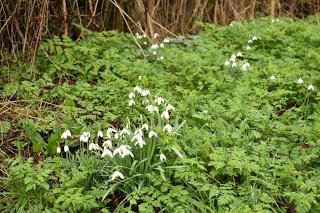 Snowdrop time in the garden