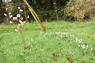 Snowdrop time in the garden